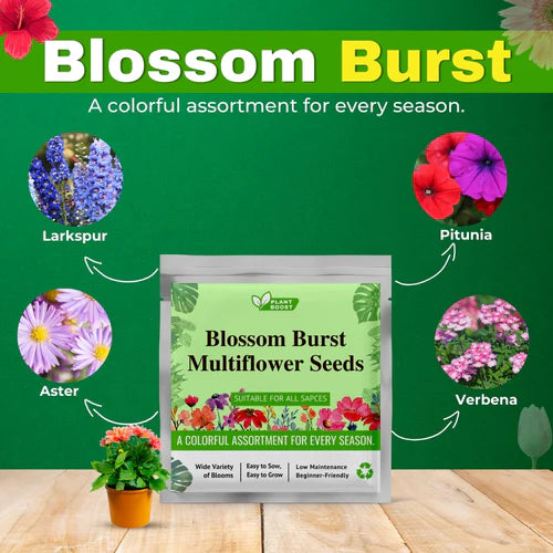 BLOSSAM BURST MIXED FLOWER SEEDS