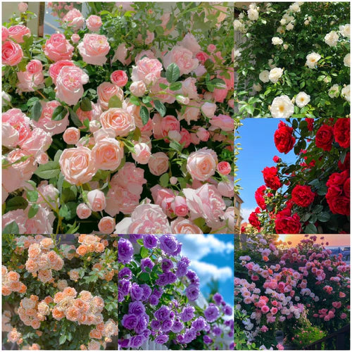 BigBloom Rose Seeds™ 🌹(BUY 1 GET 1 FREE)