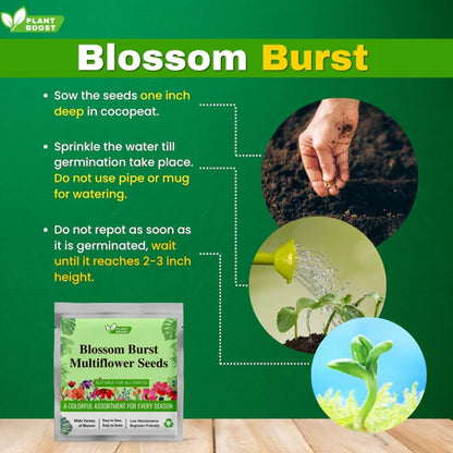BLOSSAM BURST MIXED FLOWER SEEDS
